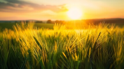 A serene image capturing grass on a field during sunrise, portraying the agricultural landscape in the warmth of the summer time