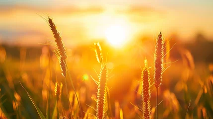 Tuinposter A serene image capturing grass on a field during sunrise, portraying the agricultural landscape in the warmth of the summer time © Orxan