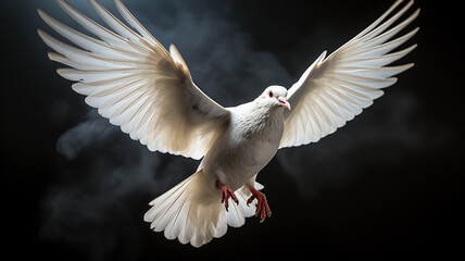 White dove in flight on black backgroud.
