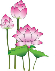 pink lotus flowers isolated on white background