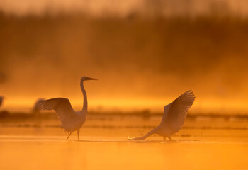 Great Egrets in Misty Sunrise of winter morning in lake - 764704475
