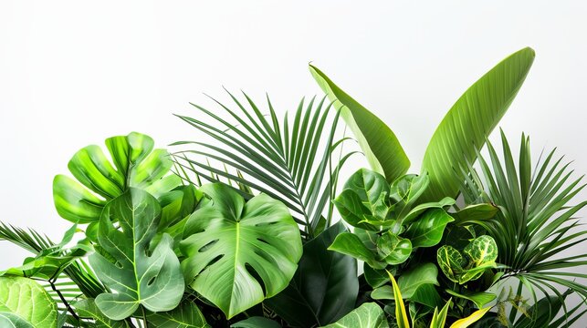 An arrangement of green leaves from tropical plants, creating a bush-like floral arrangement against a white background, suitable for indoor gardens or nature backgrounds