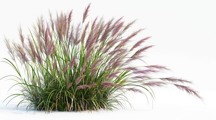 An isolated bush of blooming ornamental grass on a white background, highlighting the decorative potential of natural elements in design - obrazy, fototapety, plakaty