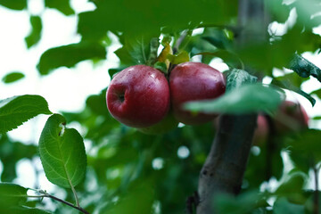 Apples on tree branch. Red apples ripen in the garden.