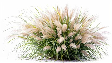 An isolated bush of blooming ornamental grass on a white background, highlighting the decorative potential of natural elements in design