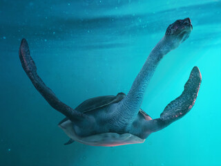 Giant sea turtle diving deep underwater
