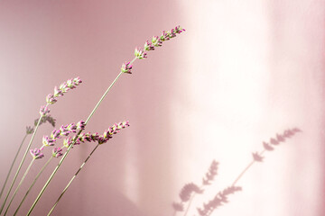 Flower. Bouquet of lavender at home, shadow of flowers in wall.