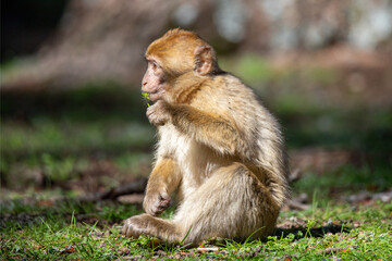 A Barbary Macaque in the ceder forest of Azrou, Morocco.