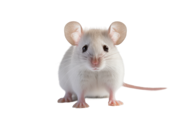 Playful Pet Rat Isolated on Transparent Background