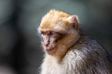 A Barbary Macaque in the ceder forest of Azrou, Morocco.