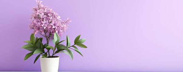 Potted plant on table in front of lilac wall, in the style of minimalist backgrounds, exotic, lilac