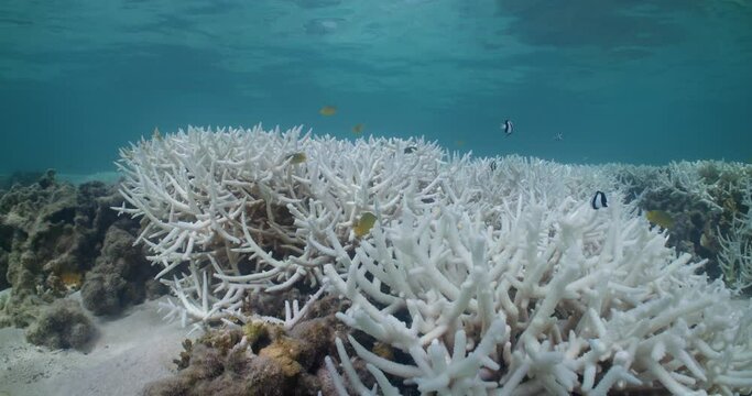 Coral Bleaching Great Barrier Reef 8K