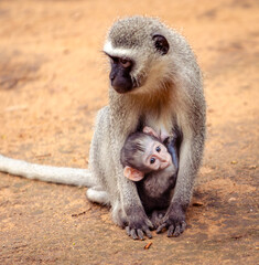 Baby vervet monkey clinging to its mother, with his face turned to the viewer