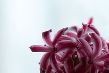 Floral light background. Flowers of colorful beautiful hyacinth close-up. Flower collage for...