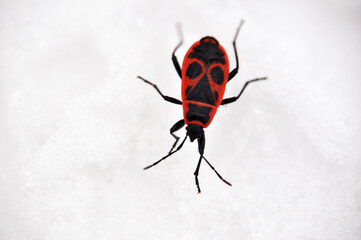 a striking contrast between a vibrant red and black bug against the pristine white snow, showcasing the insect’s intricate patterns winter