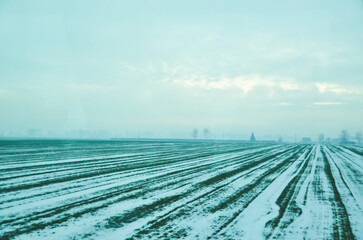 a serene and cold landscape where the green rows of a farm field are lightly covered with snow, showing a beautiful contrast and the intersection of different seasons Poland