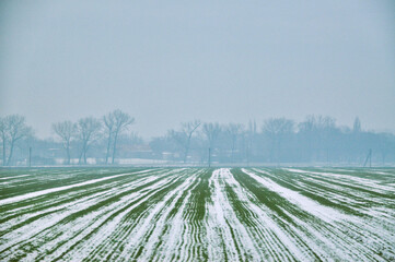 a serene and cold landscape where the green rows of a farm field are lightly covered with snow,...