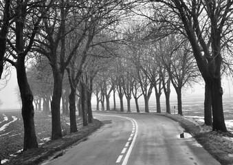 a serene and misty atmosphere, showcasing a quiet road lined with bare trees, evoking a sense of...
