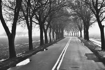 a serene and misty atmosphere, showcasing a quiet road lined with bare trees, evoking a sense of solitude and reflection Poland