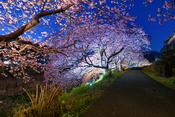 静岡県賀茂郡南伊豆町　河津桜のライトアップ