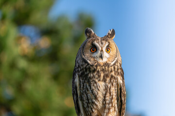 Long ear owl close up portrait