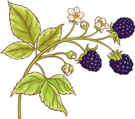 Blackberry Branch with Flowers and Berries  Colored Detailed Illustration