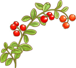 Cranberry Branch Colored Detailed Illustration.