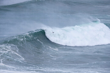 Big wave in the ocean