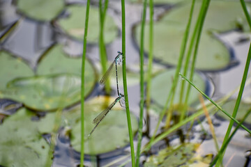 繁殖期のイトトンボ