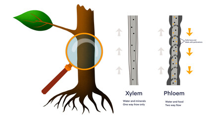Xylem and phloem water and minerals transportation system outline diagram, Scientific Designing of...
