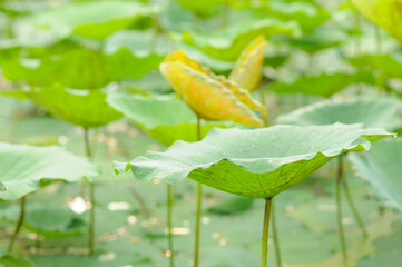 Lotus Leaves in a Pond
