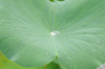 Dew on a Lotus Leaf