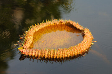 Brown Lotus Leaf in a Pond
