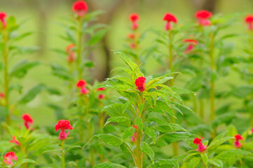 Watered Red Cockscomb Flowers