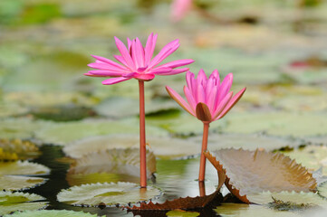 Pink Water Lilies in a Pond