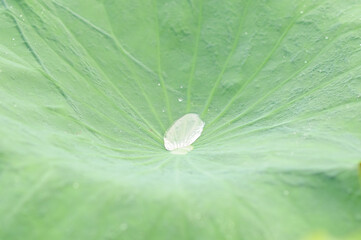 Dew on a Lotus Leaf