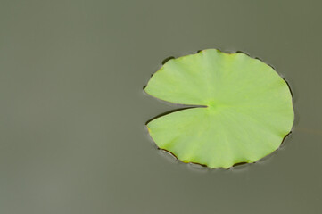 Water Lily Pad