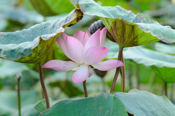 A Big Pink Lotus Flower and Lotus Leaves