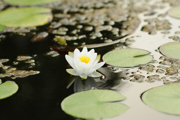 Small White Water Lily
