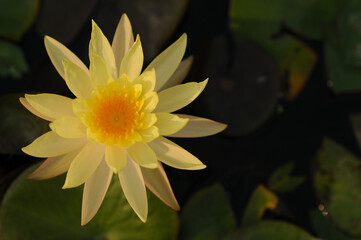 Yellow Water Lily in the Morning Sun