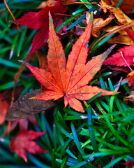 Herbstblatt