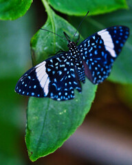 Schmetterling