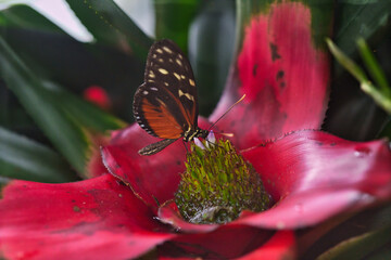 Schmetterling