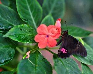 Schmetterling