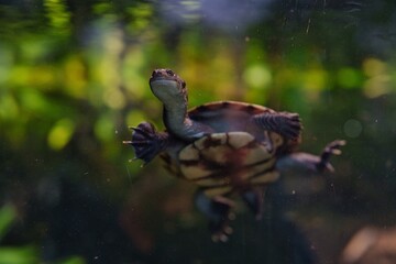 Schildkröte