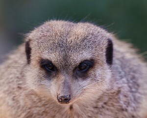 Erdmännchen
