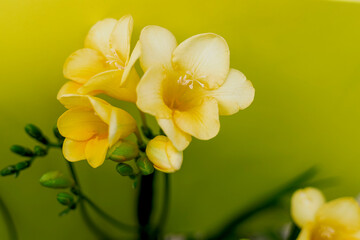 Yellow flowers with blur on yellow background