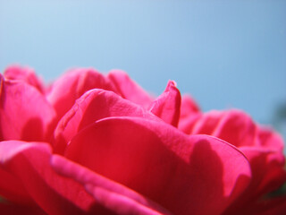 Closeup of rose flower petals