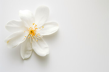 Fototapeta premium White Space Blooms: Captivating Flower