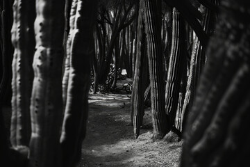 Midnight Oasis: Glowing Cactus Forest